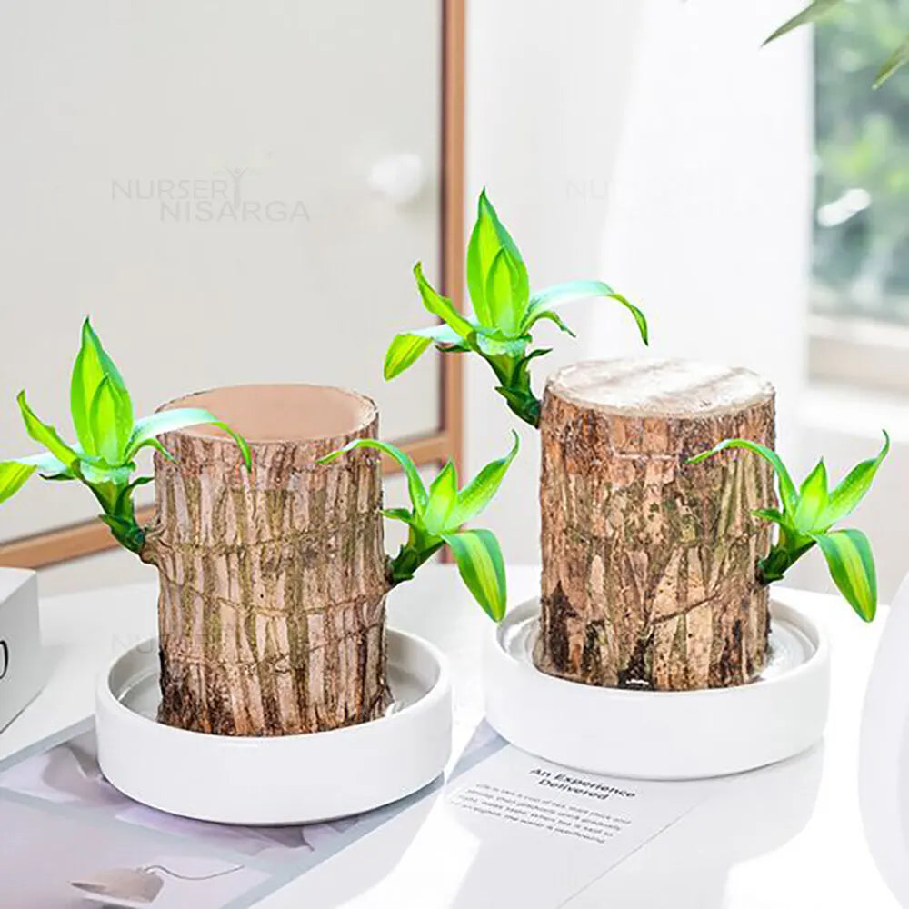 Brazilian Lucky Wood Plant 🪴 | Buy 1 Get 1 Free 🆓 (Last Day Sale - 50% Off🔥)