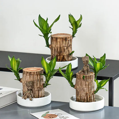 Brazilian Lucky Wood Plant 🪴 | Buy 1 Get 1 Free 🆓 (Last Day Sale - 50% Off🔥)