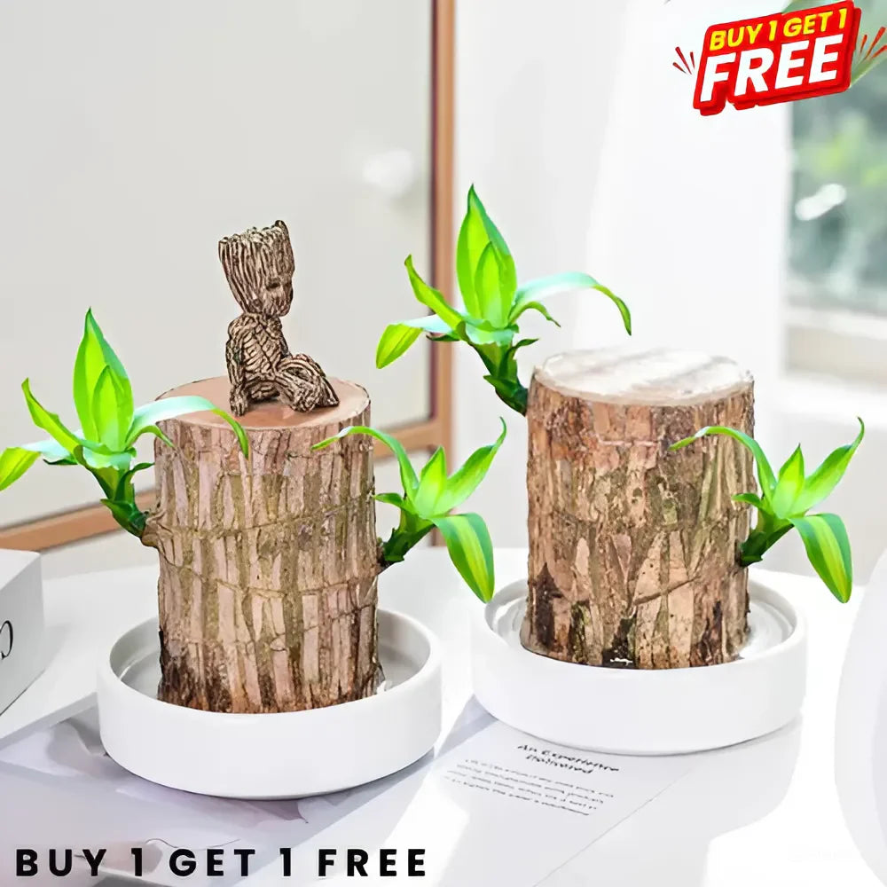 Brazilian Lucky Wood Plant 🪴 | Buy 1 Get 1 Free 🆓 (Last Day Sale - 50% Off🔥)